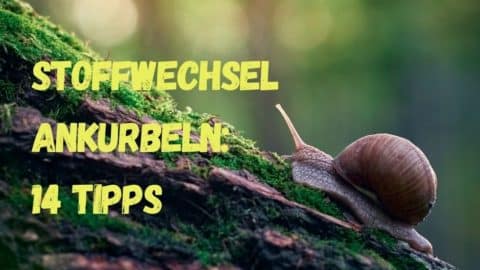 Eine Schnecke, die einen Baumstamm hinaufklettert mit der Titelschrift Stoffwechsel ankurbeln 14 Tipps