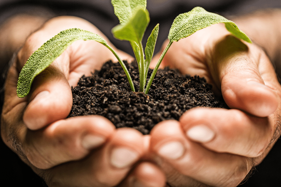 2 Hände, die frische Erde halten, aus der eine kleine Pflanze wächst.
